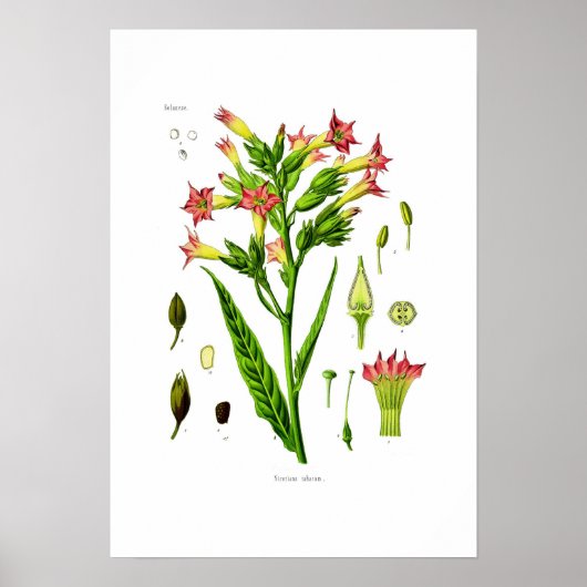 Poster Tabac (Devant)