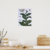 Poster Tabac plante, plaque 7, de 'Collection Precieuse (Cuisine)