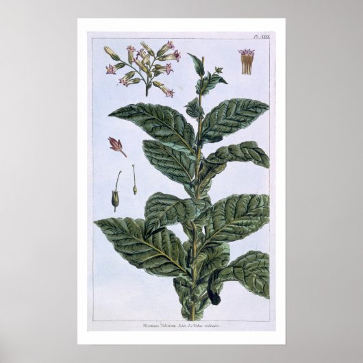 Poster Tabac plante, plaque 7, de 'Collection Precieuse (Devant)