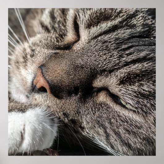 Poster Tabat Dormir (Devant)