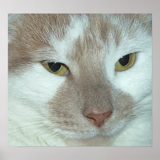 Poster Tabby blanc et orange (Devant)