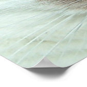 Poster Tabby blanc et orange (Coin)