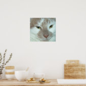Poster Tabby blanc et orange (Cuisine)