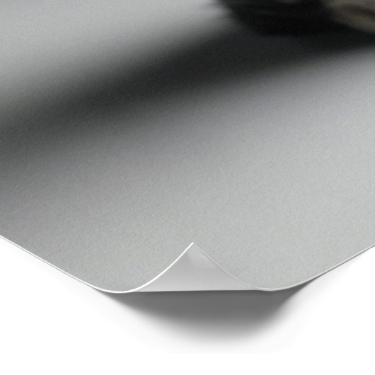 Poster Tabby bleu Kitten (Coin)