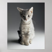 Poster Tabby bleu Kitten (Devant)