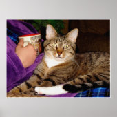 Poster Tabby Break (Devant)