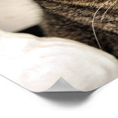 Poster Tabby Cat (Coin)