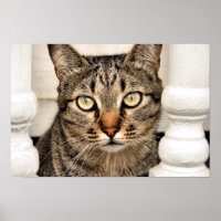 Tabby Cat