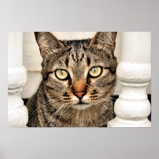 Poster Tabby Cat (Devant)