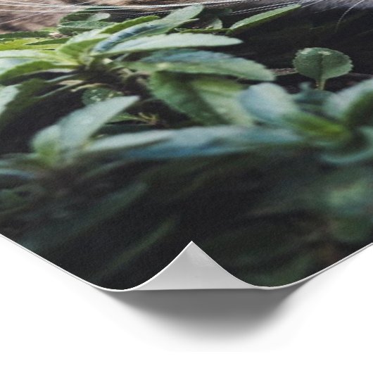 Poster Tabby Cat à Woods Stalking (Coin)