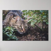 Poster Tabby Cat à Woods Stalking (Devant)