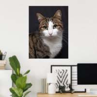 Tabby Chat avec yeux verts contre Arrière - plan n