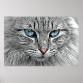 Poster Tabby Gris et Noir Chat avec de beaux yeux bleus (Devant)