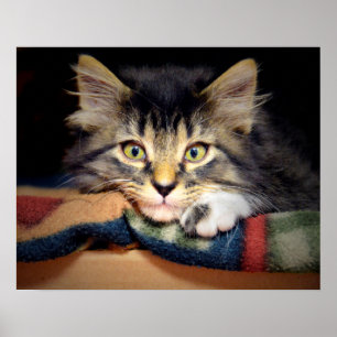 Poster Tabby Kitten réfléchi