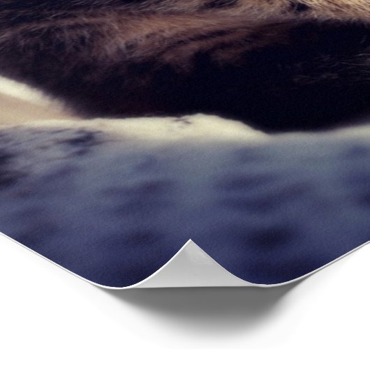 Poster Tabby Kitten Regarder (Coin)