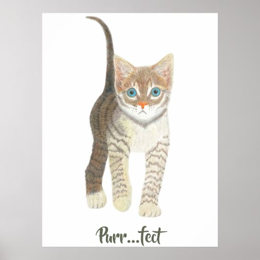 Poster Tabby Kitten White (Devant)