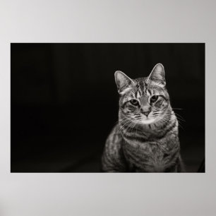 Poster Tabby noir Kitten