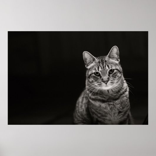 Poster Tabby noir Kitten (Devant)
