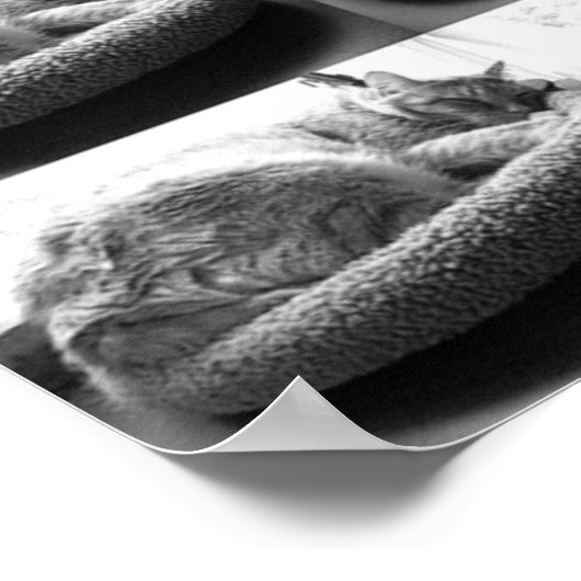 Poster Tabby orange Chat/noir/blanc photo (Coin)