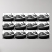 Poster Tabby orange Chat/noir/blanc photo (Devant)