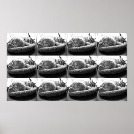 Poster Tabby orange Chat/noir/blanc photo (Devant)