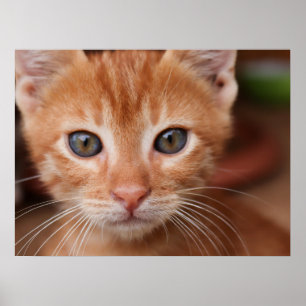Poster Tabby rouge