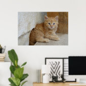 Poster Tabby Tomcat Kitten (Bureau à domicile)