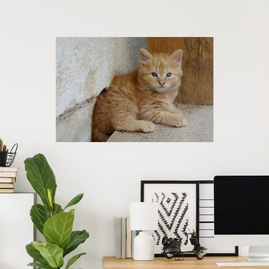 Poster Tabby Tomcat Kitten (Bureau à domicile)