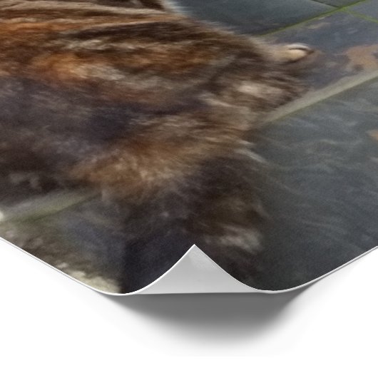 Poster Tabitha Twitchit & Mungojerrie (Coin)