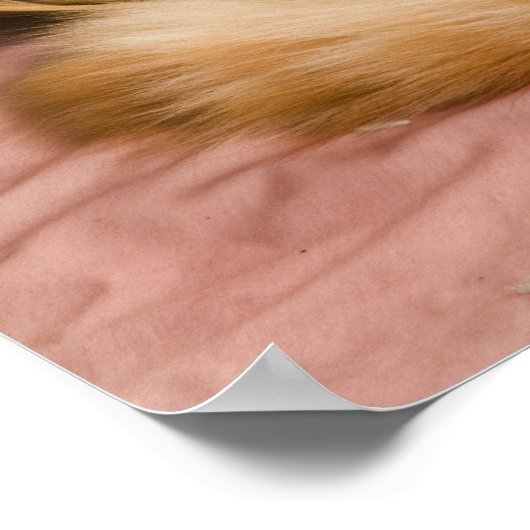 Poster Table orange dormant dans le hamper (Coin)