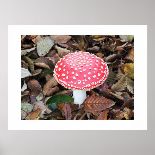 Poster Tabouret rouge, Amanita muscaria (Devant)