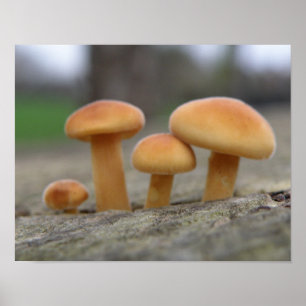 Poster Tabourets Tabourets Macro Print