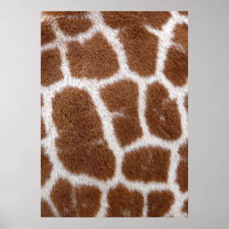 Poster Taches de girafe