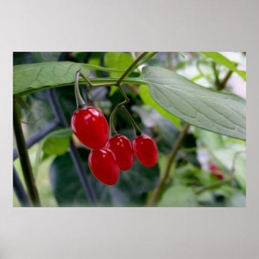 Poster Taches rouges d'automne (Devant)
