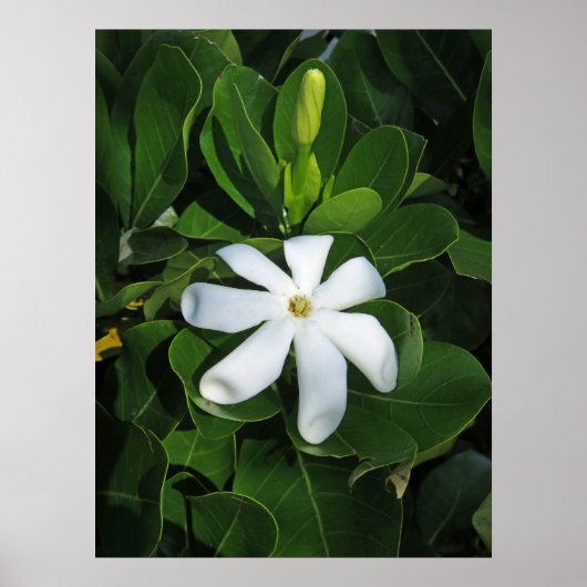 Poster Tahitian Gardenia (Devant)