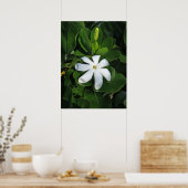 Poster Tahitian Gardenia (Cuisine)