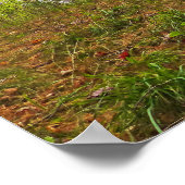 POSTER TAHQUAMENON FALLS STATE PARK, MICHIGAN, EN AUTOMNE (Coin)