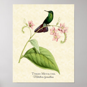 Poster Tail métallique tyrienne Hummingbird Art Imprimer