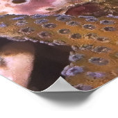 Poster Tail Spot Blenny (Coin)