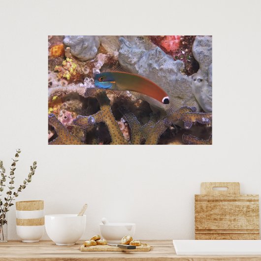 Poster Tail Spot Blenny (Cuisine)