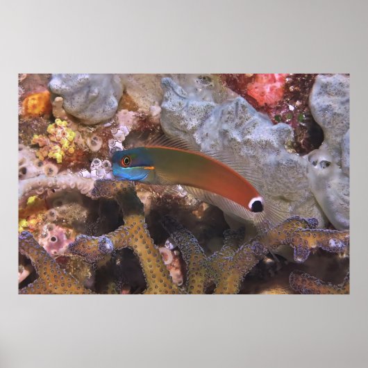 Poster Tail Spot Blenny (Devant)