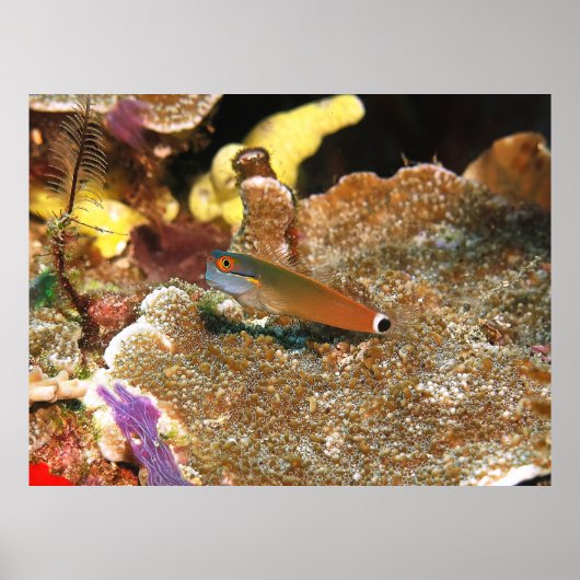 Poster Tail Spot Blenny de Raja Ampat (Devant)