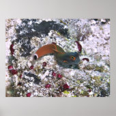 Poster Tail Spot Blenny en S Pose (Devant)