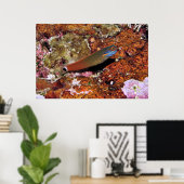 Poster Tail Spot Blenny sur une éponge (Bureau à domicile)
