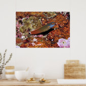 Poster Tail Spot Blenny sur une éponge (Cuisine)