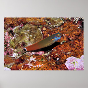 Poster Tail Spot Blenny sur une éponge