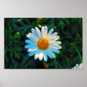 Poster Taille unique (Devant)