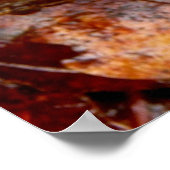 Poster Tails Fungi (Hoek)