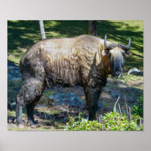 Poster Takin, national animal of Bhutan - Himalaya, Asia