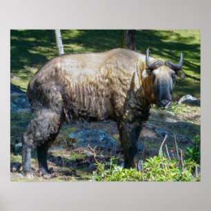 Poster Takin, national animal of Bhutan - Himalaya, Asia
